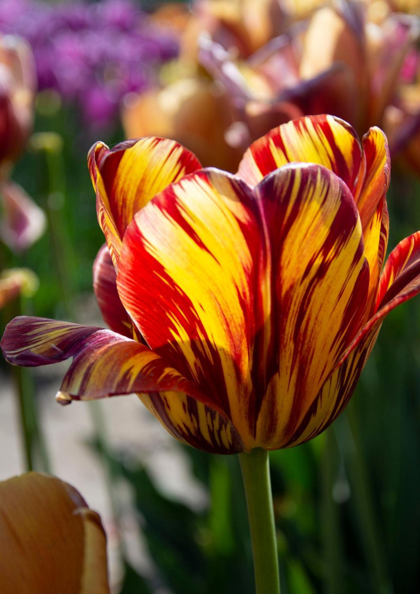 Bloem & Bed Bed and Breakfast 't Zand Buitenkant foto