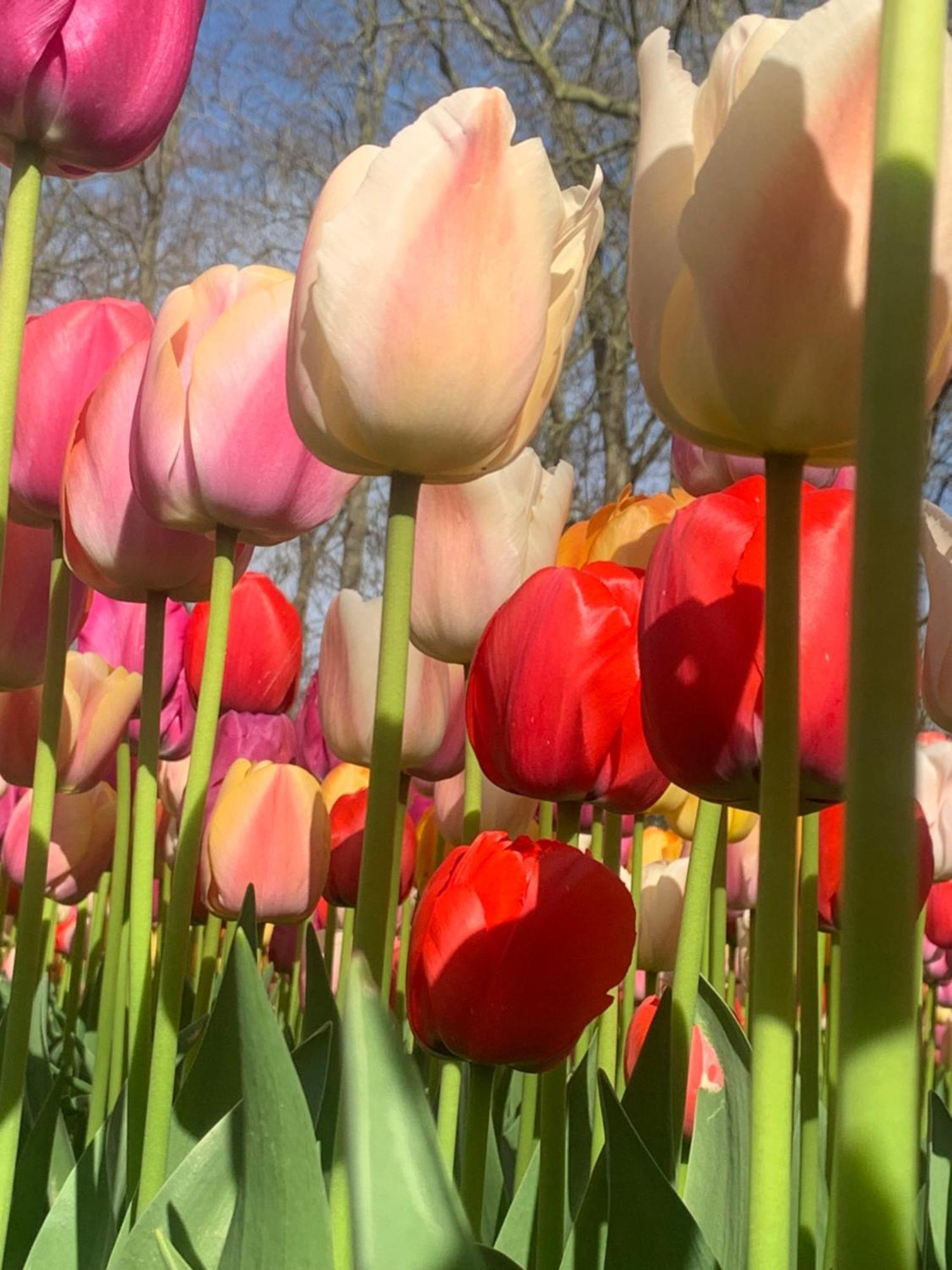 Bloem & Bed Bed and Breakfast 't Zand Buitenkant foto